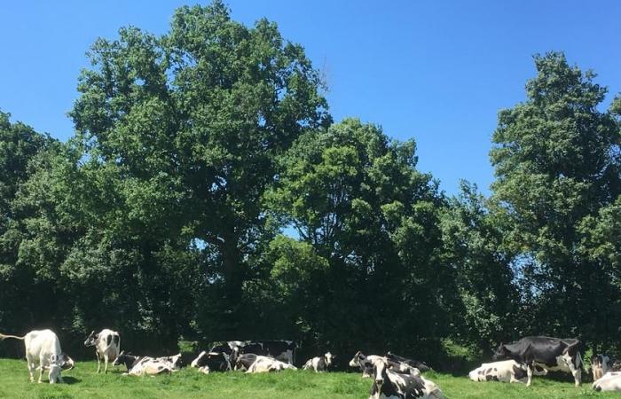 HECKEN | Hecken feiern in Puy-de-Dôme ein Comeback