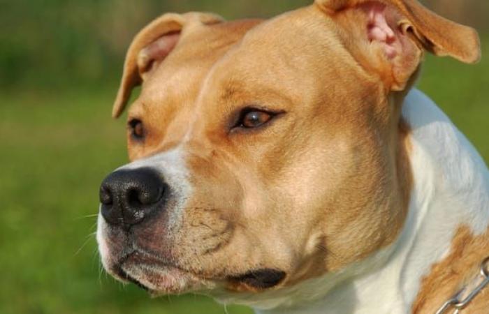 In Oise wird er verurteilt, nachdem er seinen Hund 45 Minuten lang erwürgt hat