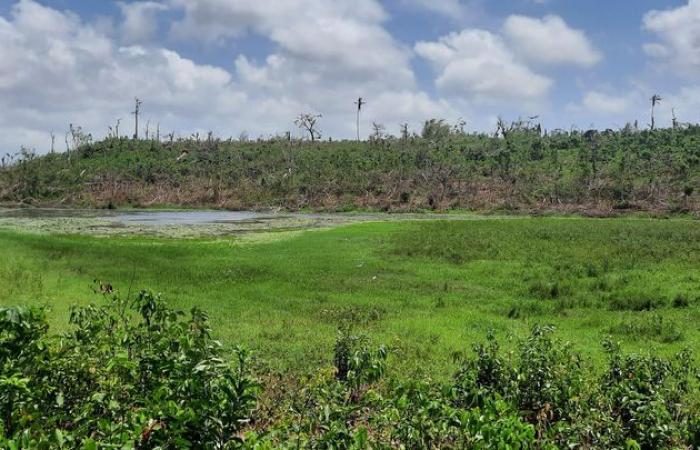 In Mayotte erlangt die Artenvielfalt nach der Zerstörung durch den Zyklon Chido ihr Recht zurück