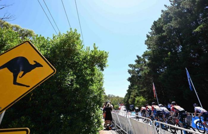 Radfahren. Tour Down Under – Wo und wie kann man die Tour Down Under 2025 live verfolgen?