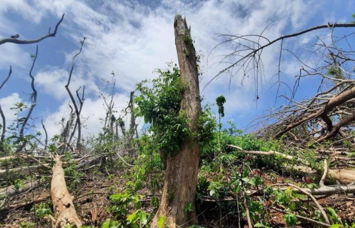 In Mayotte erlangt die Artenvielfalt nach der Zerstörung durch den Zyklon Chido ihr Recht zurück