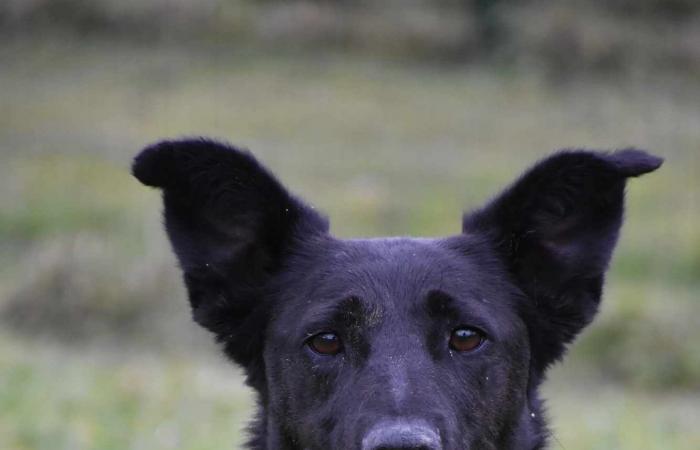 Maya, Venus und Lucky erwarten Sie im Gers SPA!