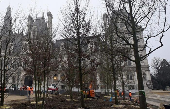 In Paris werden die ersten Bäume des „Stadtwaldes“ des Rathauses gepflanzt