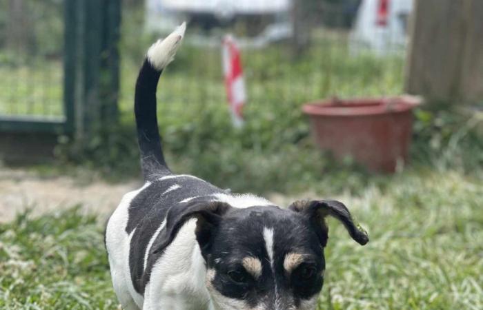 Maya, Venus und Lucky erwarten Sie im Gers SPA!