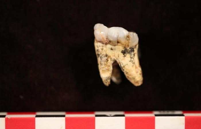 Der Fleischanteil im Speiseplan der Australopithecinen lässt sich anhand ihrer Zähne erkennen