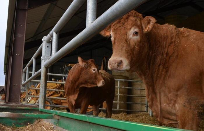 In Indre, einem Agribox-Projekt in Valençay, um „den Beruf zu erklären und Verbindungen herzustellen“