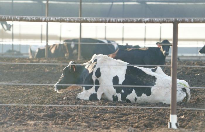 In den Vereinigten Staaten infiziert die Vogelgrippe immer mehr Menschen