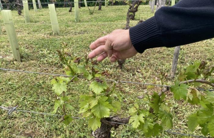 Frost, Stürme … Wie können Landwirte in Tarn-et-Garonne eine Entschädigung erhalten?