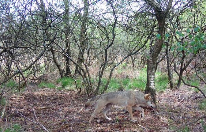 „Eine seltene Sichtung“… Ein Amateurfotograf sah einen Wolf in der Bretagne schwimmen