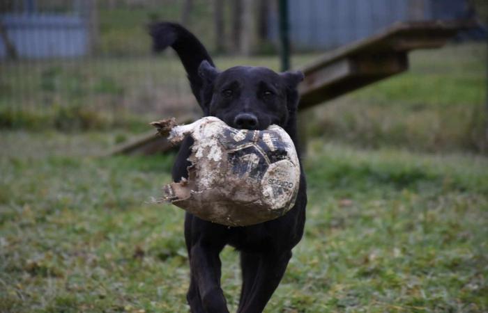 Maya, Venus und Lucky erwarten Sie im Gers SPA!