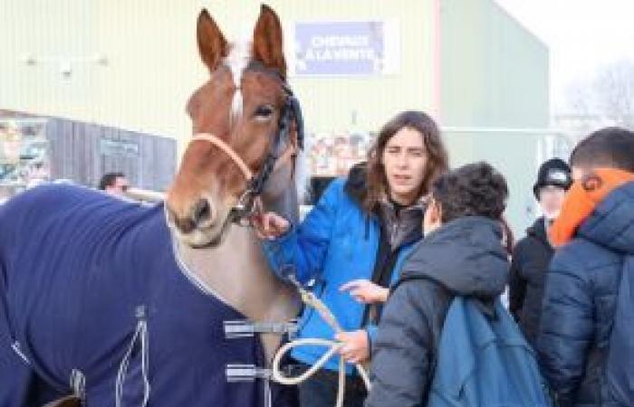 Ein Tag bei Cheval Passion für 370 Mittelschüler