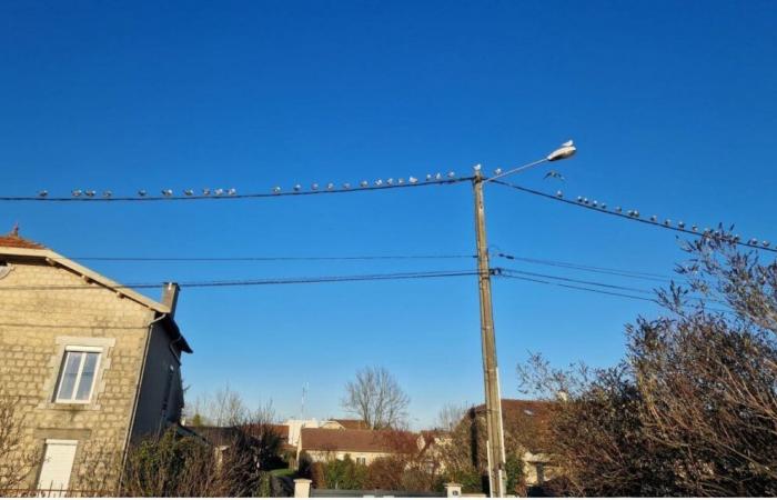 Eine Möwe macht in der Haute-Marne keinen Frühling