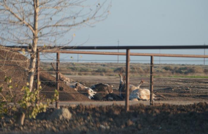 In den Vereinigten Staaten infiziert die Vogelgrippe immer mehr Menschen