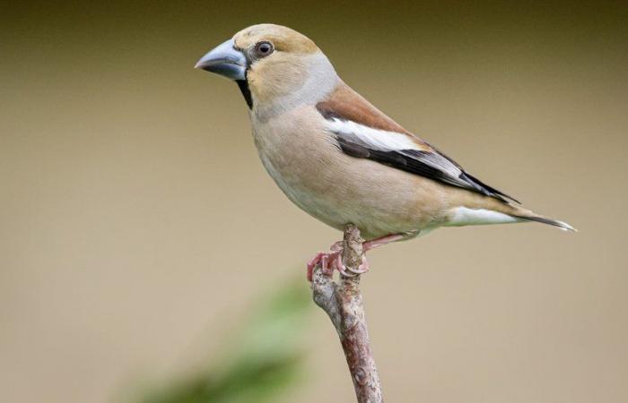 Haussperling, Blaumeise oder Rotkehlchen … Zählen Sie Gartenvögel mit dem LPO