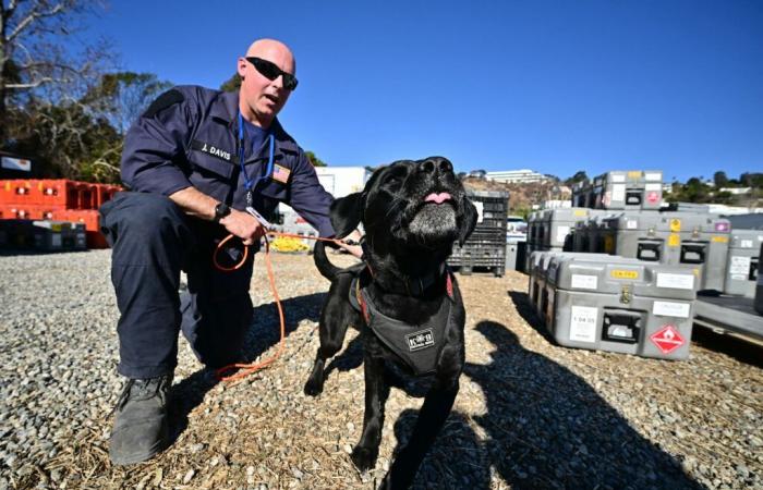 In Los Angeles retten Hunde Leben und suchen nach Brandopfern