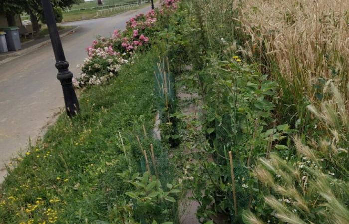 In Val-d’Oise pflanzt ein Dorf eine Absicherung gegen Überschwemmungen