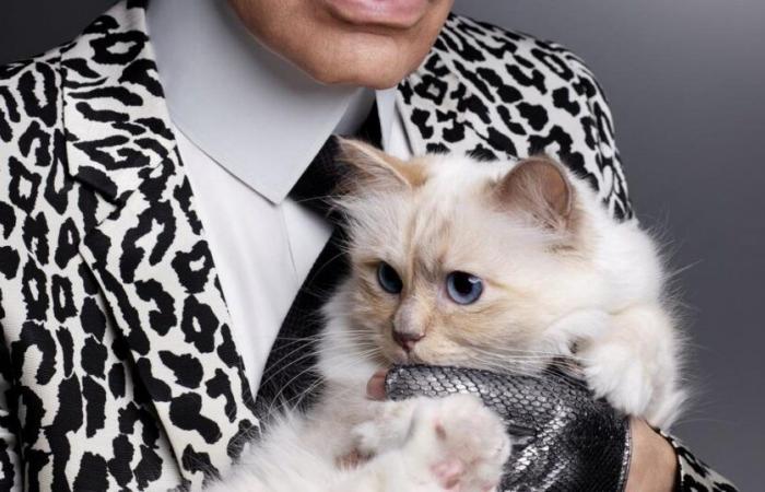 Was passiert mit Choupette Lagerfeld?