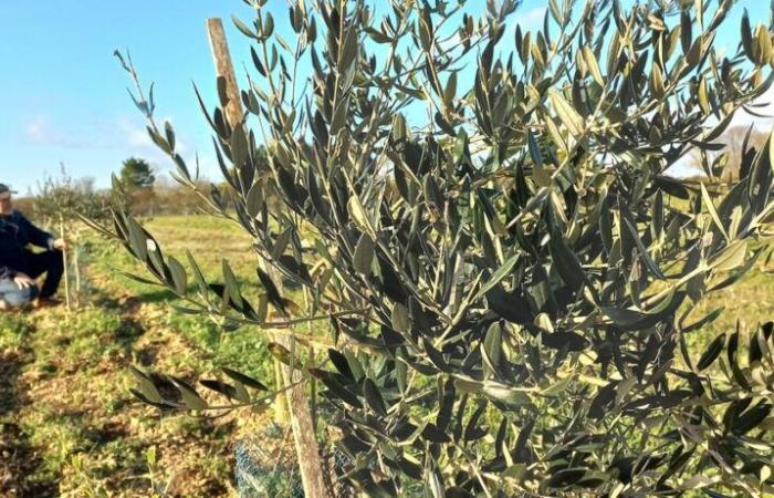 Die Landwirtschaft beginnt, sich verstärkt für Olivenbäume zu interessieren