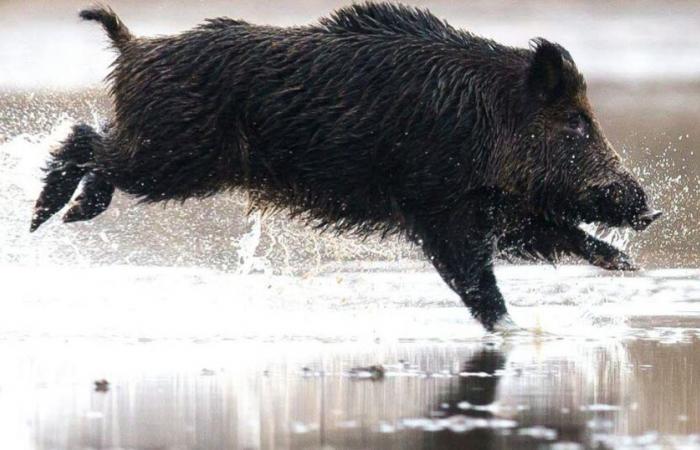 Haute-Loire. Ein Wildschwein, gefangen im gefrorenen Wasser des Lavalette-Staudamms