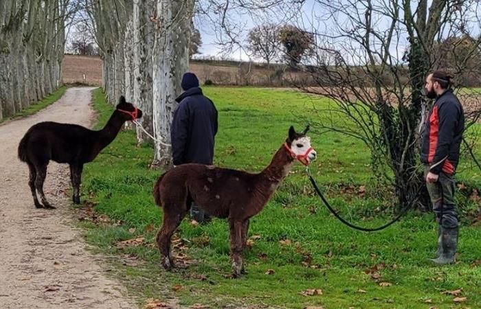 Zwei Alpakas wurden auf einer Farm in Tarn durch einen Hundeangriff getötet