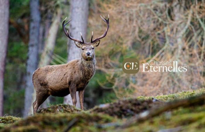 Haut-Rhin-Hirsch: Die rauchigen Lösungen von Hélène Thouy