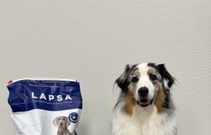 Unser Hund Oria hat die Trockenfutter aus der Integral Large Breed-Reihe getestet