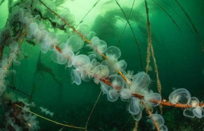 die Wunder der Unterwasserwelt in Bildern