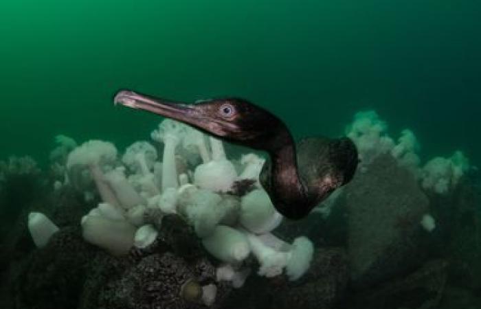 die Wunder der Unterwasserwelt in Bildern