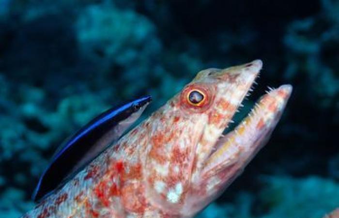 die Wunder der Unterwasserwelt in Bildern