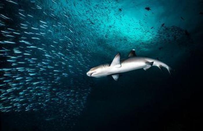 die Wunder der Unterwasserwelt in Bildern