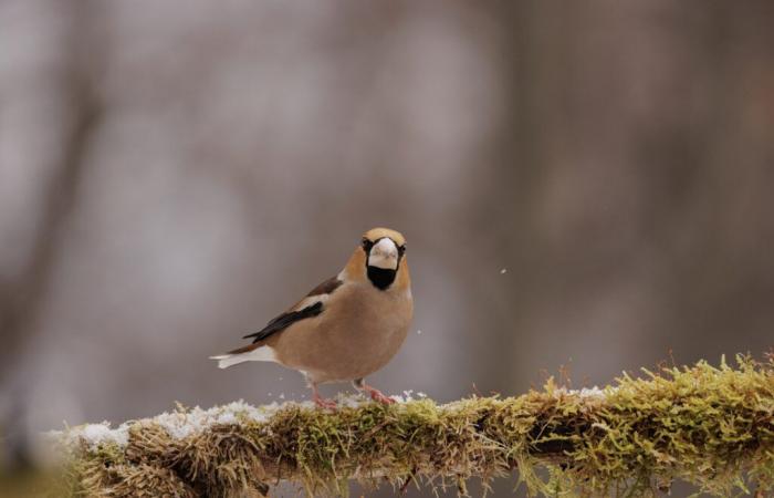 Jeder gezählte Vogel kann einen Unterschied machen!