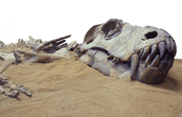 Eines der ältesten Dinosaurierfossilien der Welt, das durch starken Regen entdeckt wurde