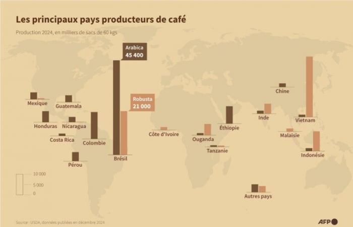 Brasilien: Wenn die Dürre den Kaffeepreis in die Höhe schnellen lässt