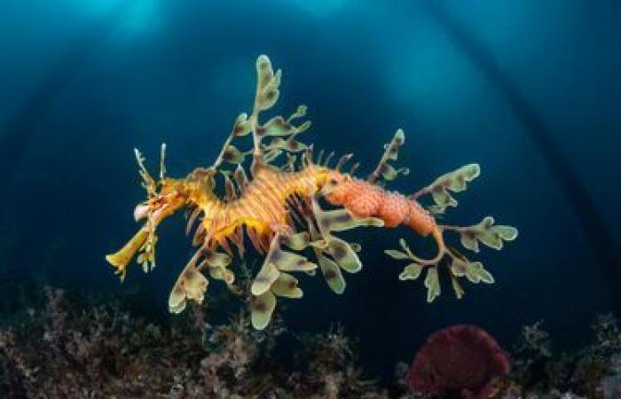 die Wunder der Unterwasserwelt in Bildern