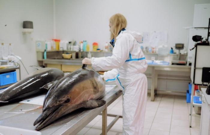 Der Fischfang im Golf von Biskaya wurde erneut eingestellt, eine wirksame Maßnahme gegen Sterblichkeit