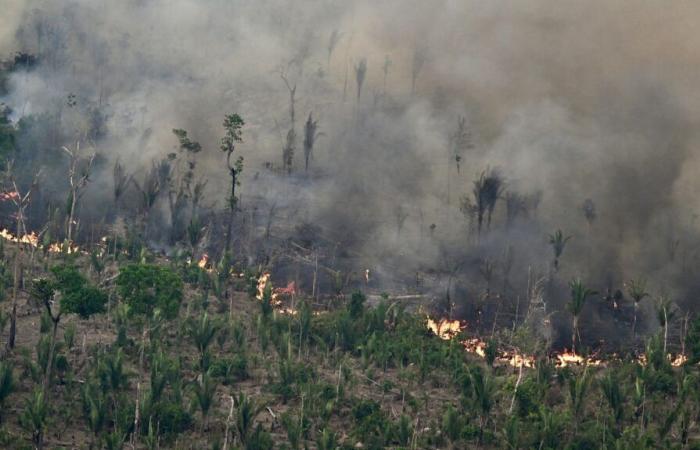 In Brasilien ist die durch Brände verbrannte Werksfläche im Jahr 2024 um 79 % gestiegen