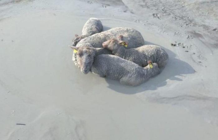 In der Bucht von Mont Saint-Michel wurde ein Wolf gesichtet, Schafe angegriffen