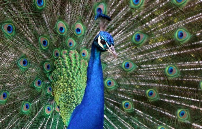 Bei einem Ausbruch der Vogelgrippe in einem Park in der Dordogne werden 80 Vögel abgeschlachtet