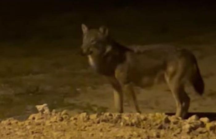 Hat sich ein Wolf, der mitten in der Nacht von einem Anwohner gefilmt wurde, in die Außenbezirke von Limoux in der Aude gewagt?