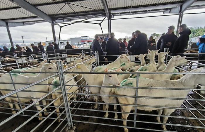 In Aveyron möchte der Junge in die Märkte Laissac und Réquista investieren