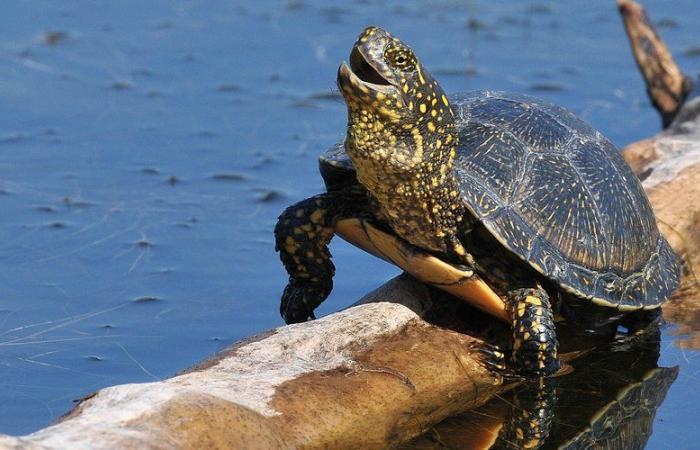 „Biodiversität fördern, ohne die Natur zu verstecken“