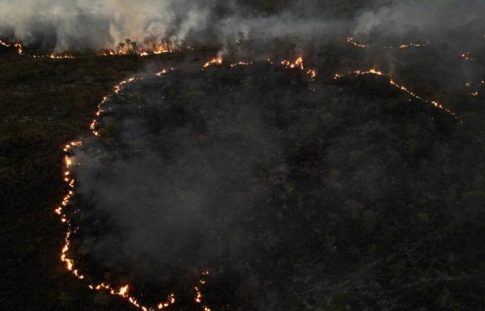 In Brasilien ist die Fläche verbrannter Wälder im vergangenen Jahr um 79 % gestiegen