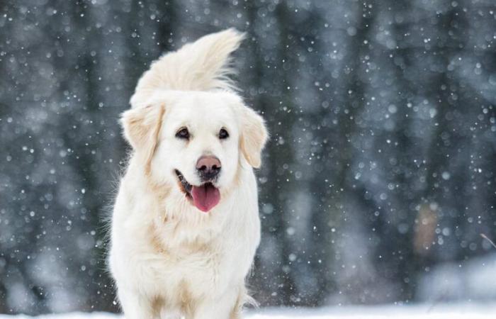 RHSPCA verzeichnet inmitten des Winterwetters einen Zustrom von Hunden