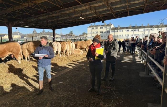 In Mayenne war es das Rennen der Landwirtschaftsausstellung für Blondes d’Aquitaine-Züchter