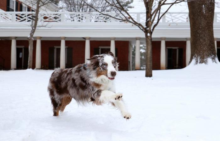 Wie schützen Sie Ihren Hund bei Schnee und Kälte?