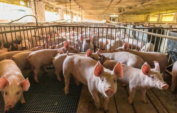 ein Kollektiv gegen den Ausbau einer Schweinefarm