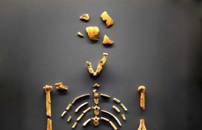 Vor 3 Millionen Jahren ernährten sich unsere Australopithecinen-Vorfahren überwiegend vegetarisch