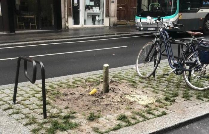 Stadtbeamte haben versehentlich neu gepflanzte Bäume gefällt