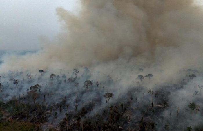 Durch zunehmende Brände in Brasilien zerstörte Gebiete