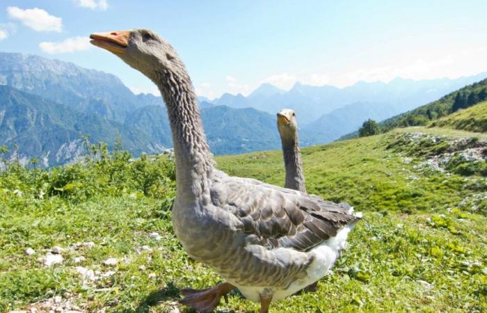 Kantabrien ergreift Maßnahmen zur Eindämmung der „Vogelgrippe“